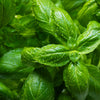 Basil Essential Oil