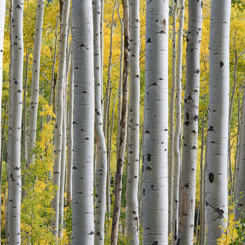 Birch Sweet Essential Oil