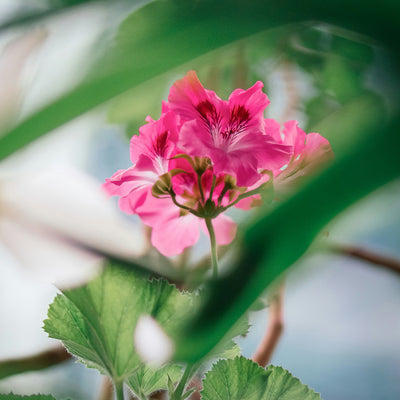 Geranium Bourbon Essential Oil