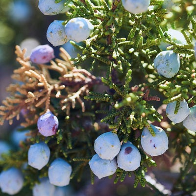 Juniper Berry Essential Oil