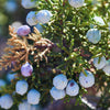 Juniper Berry Essential Oil