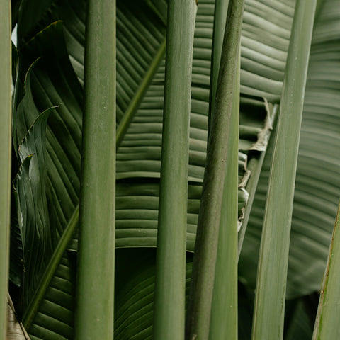 Palmarosa Essential Oil