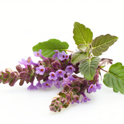 Patchouli Essential Oil