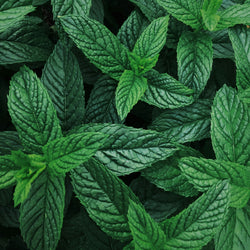 Japanese Peppermint Essential Oil