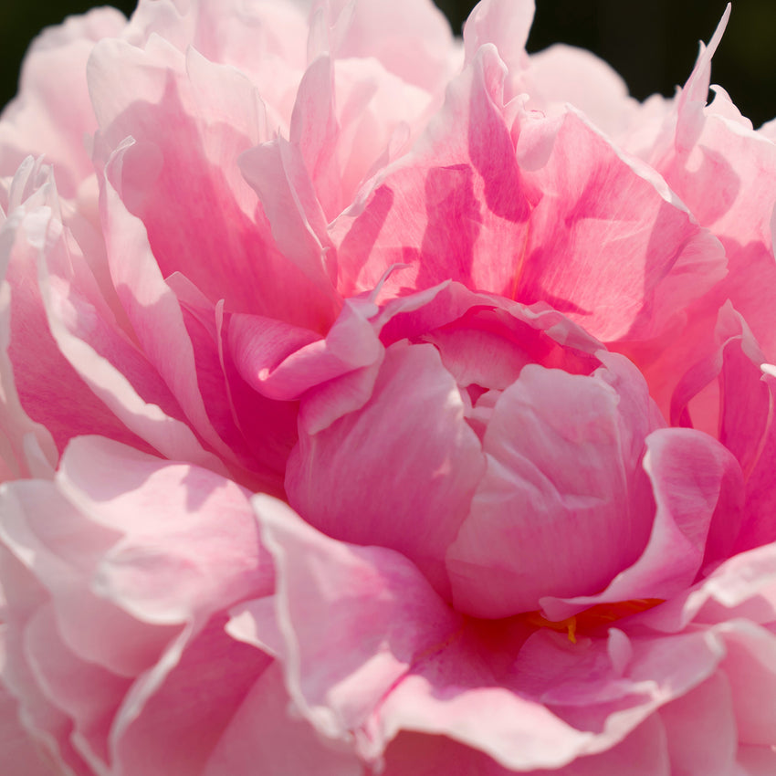 Rose Geranium Essential Oil