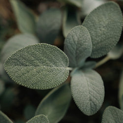 Sage Essential Oil