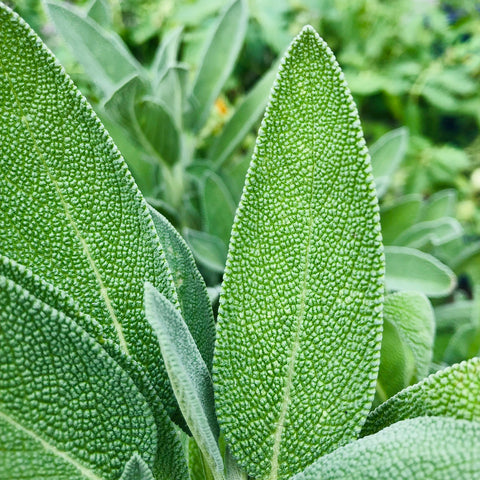 Clary Sage Essential Oil