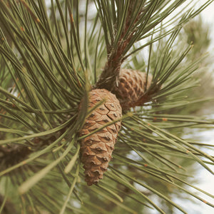 Scotch Pine Essential Oil