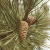 Scotch Pine Essential Oil