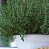 Thyme Essential Oil