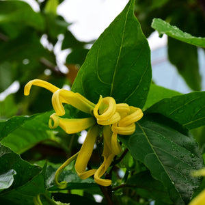 Ylang Ylang Essential Oil